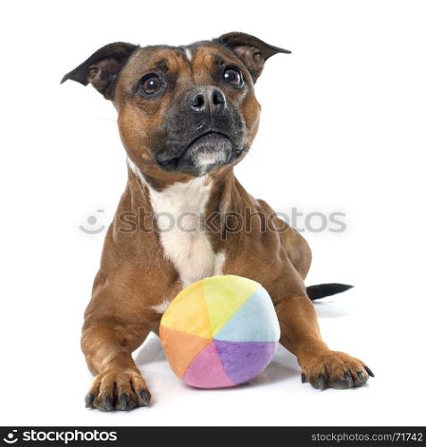 stafforshire bull terrier in front of white background