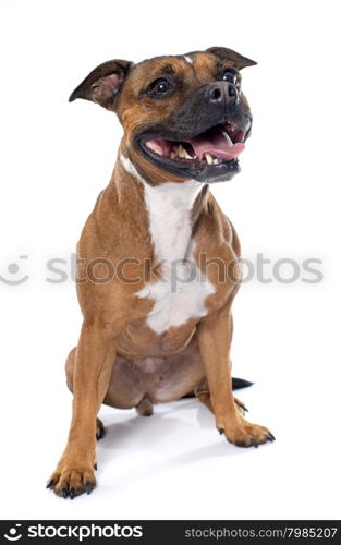 stafforshire bull terrier in front of white background