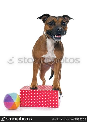 stafforshire bull terrier in front of white background