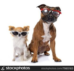 stafforshire bull terrierand chihuahua in front of white background