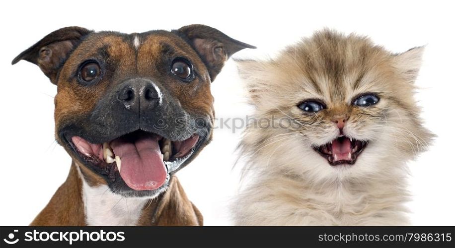 stafforshire bull terrierand persian kitten in front of white background
