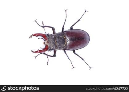 Stag beetle on the white background