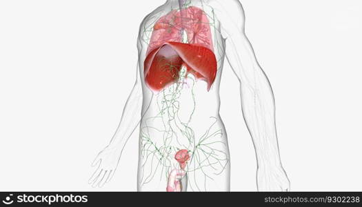 Stage III testicular cancer is characterized by spread to distant lymph nodes or any solid organ. 3D rendering. Stage III testicular cancer is characterized by spread to distant lymph nodes or any solid organ.