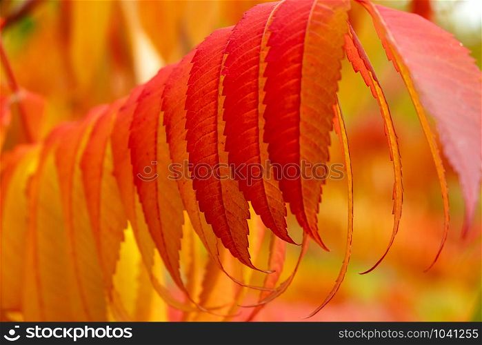 staghorn sumac, a bush with the most beautiful colored autumn leaves
