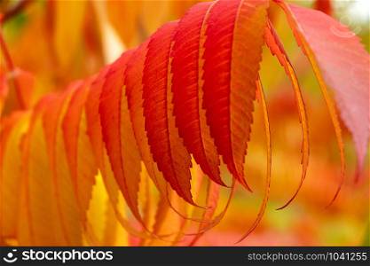 staghorn sumac, a bush with the most beautiful colored autumn leaves