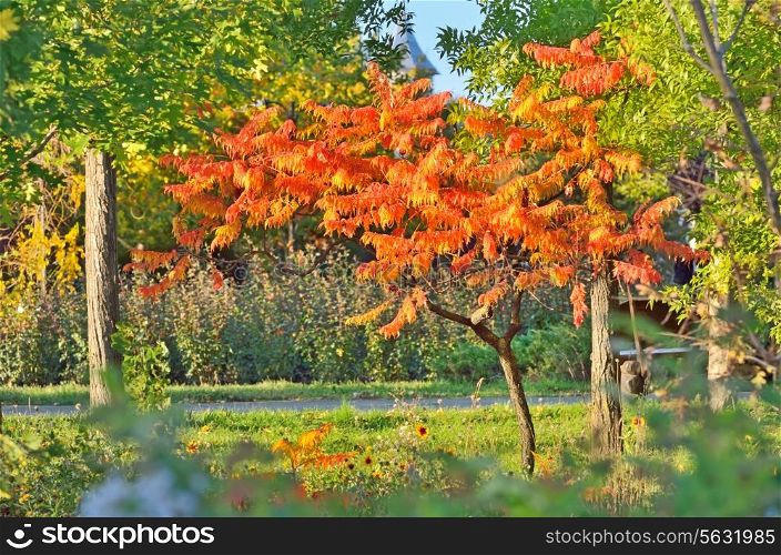 Staghorn Sumac tree in autumn time