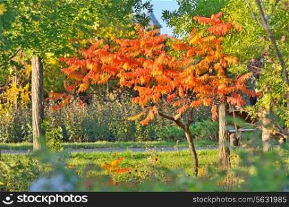 Staghorn Sumac tree in autumn time
