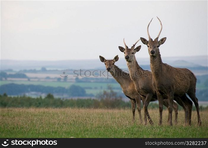 Stags in a field.