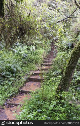stairs into the green forest jungle