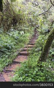 stairs into the green forest jungle