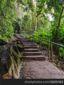 Stairway in the diperocarp forest