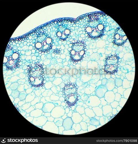 Stalk of a cereal cross-section under the microscope (Corn Stem C.S.), 100x