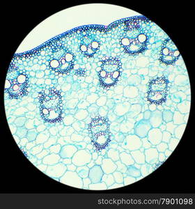 Stalk of a cereal cross-section under the microscope (Corn Stem C.S.), 100x