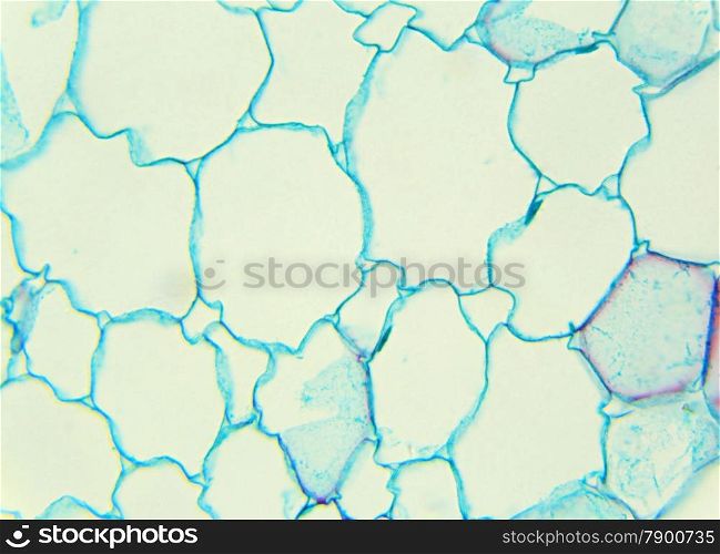 Stalk of a cereal cross-section under the microscope (Corn Stem C.S.), 400x