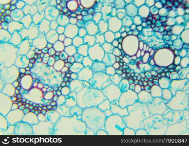 Stalk of a cereal cross-section under the microscope (Corn Stem C.S.), 400x