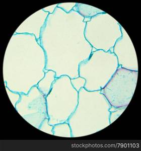 Stalk of a cereal cross-section under the microscope (Corn Stem C.S.), 400x