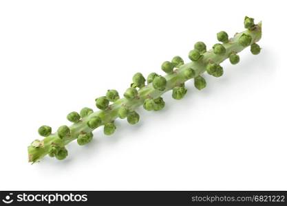 Stalk with fresh Brussels sprouts on white background