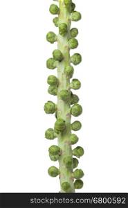 Stalk with raw fresh Brussels sprouts on white background
