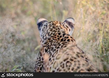 Stalking Leopard from behind in the Kruger National Park, South Africa.