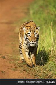 Stalking tigress, Telia sisters, Tadoba, Maharashtra, India. Stalking tigress, Telia sisters, Tadoba, Maharashtra, India.