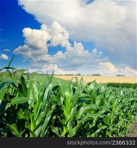 Stalks of corn close-up and blue sky with white clouds