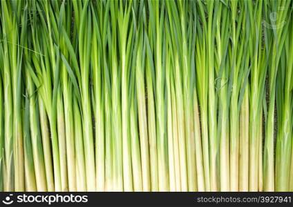stalks of green reeds background
