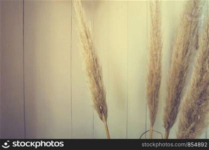 Stalks of reed plumes with wooden wall background texture. Stalks of reed plumes with wooden wall background