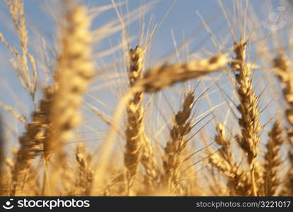 Stalks of Wheat