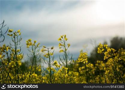 Stalks of yellow flowering rapeseed and a blurred sky, spring day