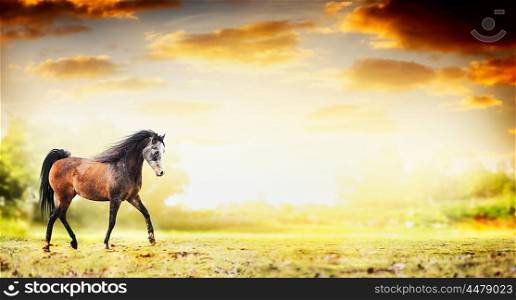 Stallion horse running trot over autumn nature background, banner