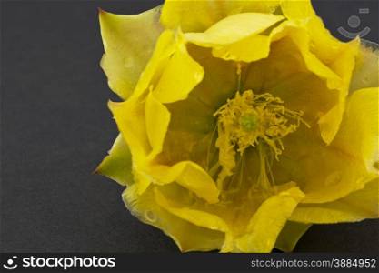 Stamen and pollen visible in macro photograph of yellow prickly pear cactus blossom placed on gray background. Plant grows in Sonoran desert in Arizona, part of America&rsquo;s Southwest region.