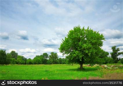 stand alone tree on green meadow