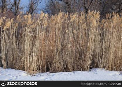 stand of tall dried reed on riverside with snow in winter, South Platte River, eastern Colorado