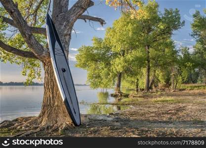 stand up paddleboard against cottonwood tree on a lake shore at sunrise - Boyd Lake State Park in northern Colorado