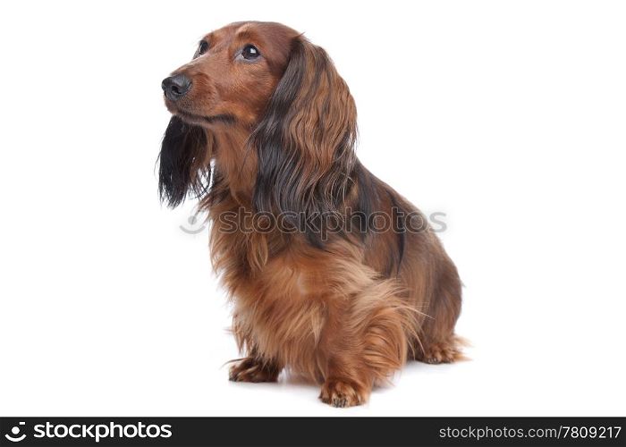 standard long haired Dachshund. standard long haired Dachshund in front of a white background
