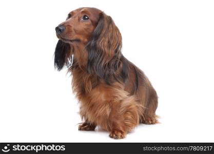 standard long haired Dachshund. standard long haired Dachshund in front of a white background