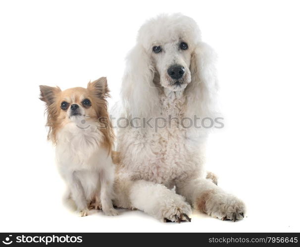 standard poodle and chihuahua in front of white background