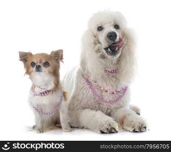 standard poodle and chihuahua in front of white background