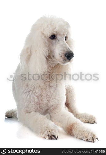 standard poodle in front of white background