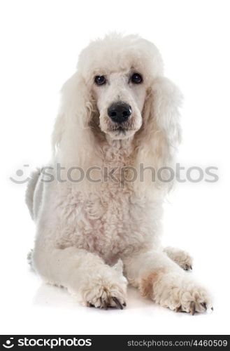 standard poodle in front of white background