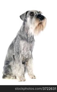 standard schnauzer in front of white background