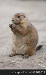 Standing and eating groundhog