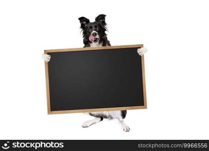 standing border collie dog holding a blank banner,placard or blackboard, isolated on white background. border collie dog holding a blank banner