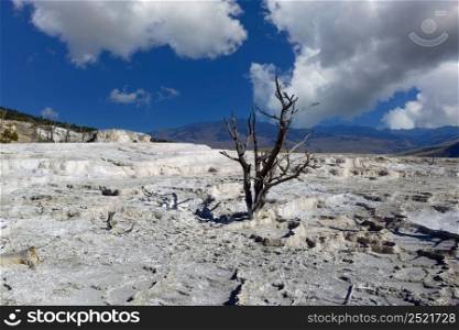 Standing dead tree within the hot springs of Yellowstone National Park with blue sky and clouds in background