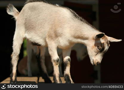 Standing grey goat