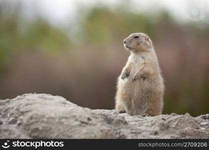 Standing groundhog