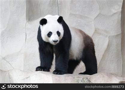 Standing male Panda