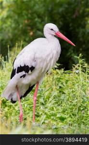 Standing stork in nature. Large black and white bird in zoo