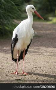 standing stork with green plants background