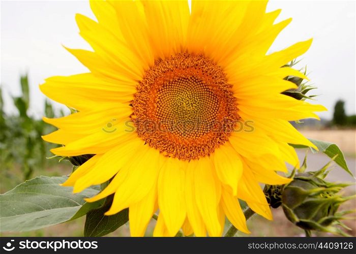 Standing tall sunflower with a bright yellow in their natural environment